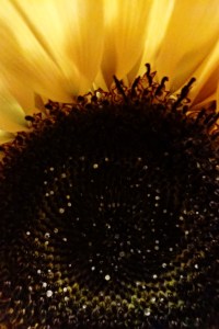 Yellow flower free wallpaper download for smartphone